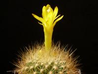 Thumbnail of 1648_Matucana weberbaueri_20150725_02(1).JPG